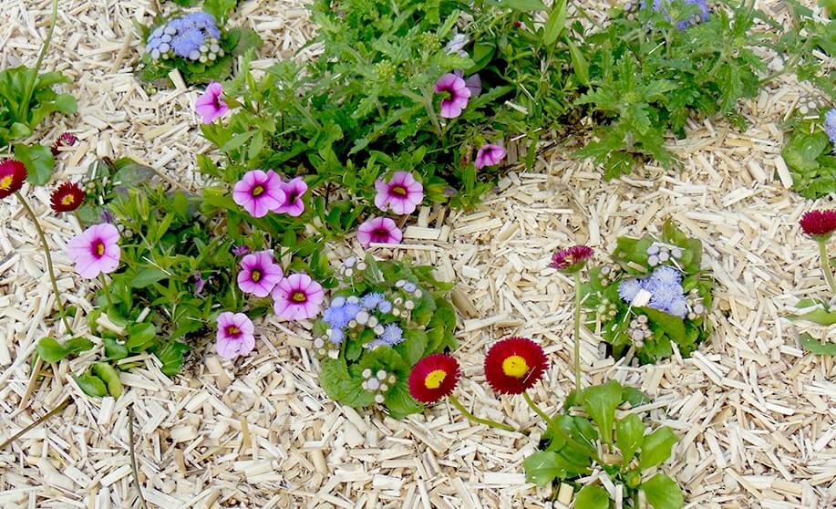 Paillage de miscanthus