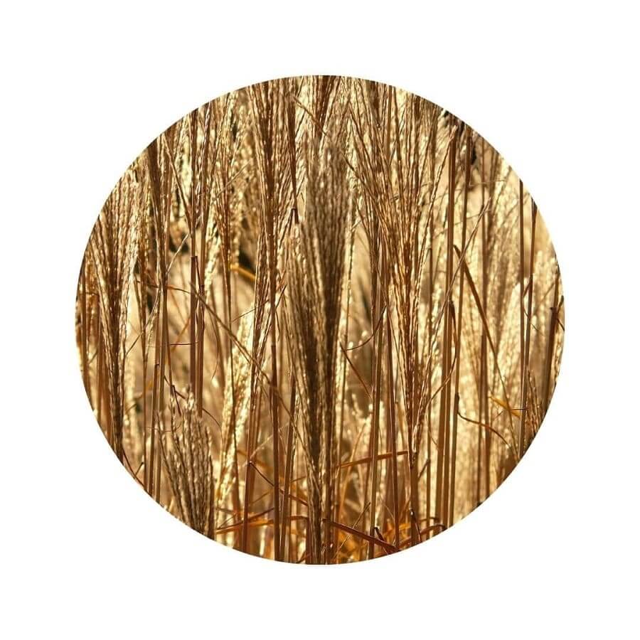 séchage - senescence