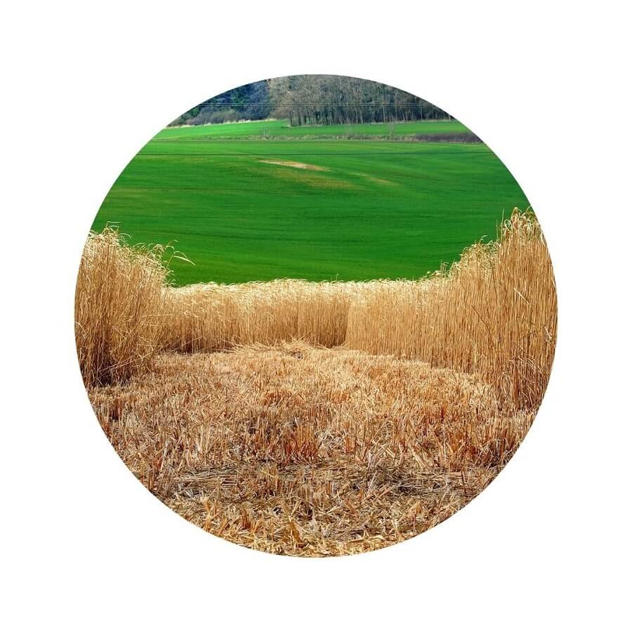 Récolte de la paille de miscanthus