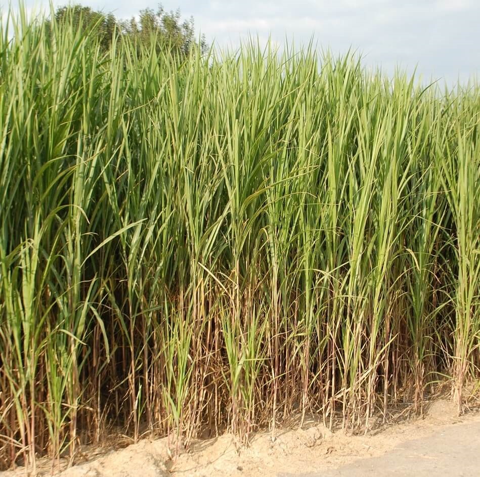 Miscanthus vert