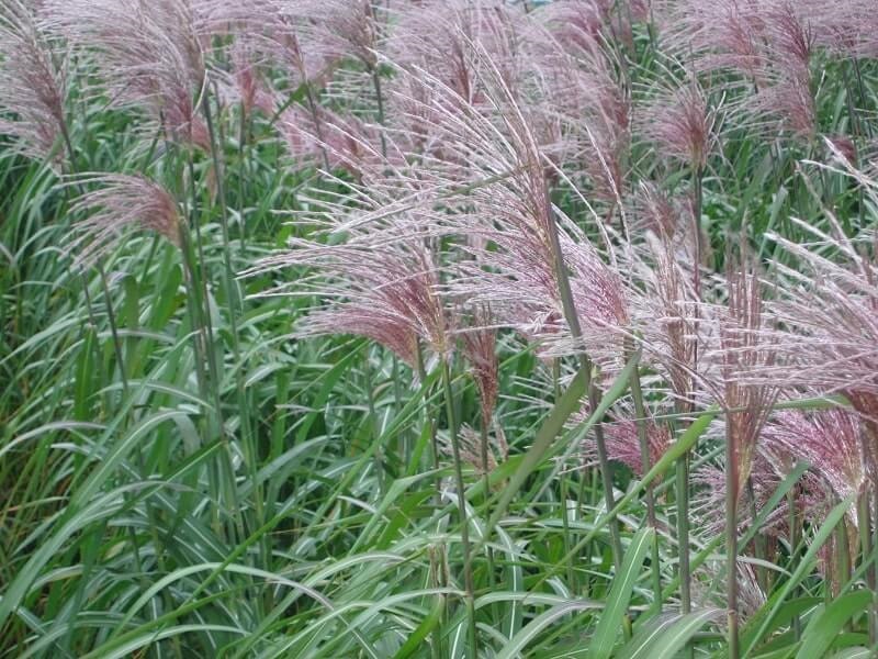 Fleur - Miscanthus