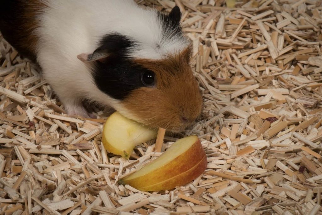 Mispaille - Litière pour rongeur Green Elephant