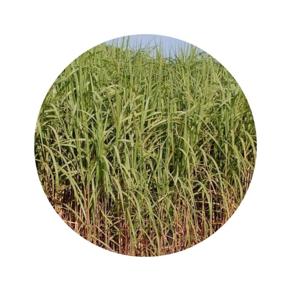 Croissance de la paille de miscanthus