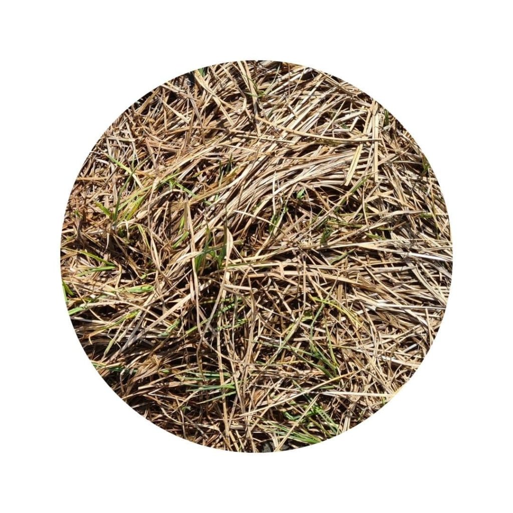 Mulch de miscanthus